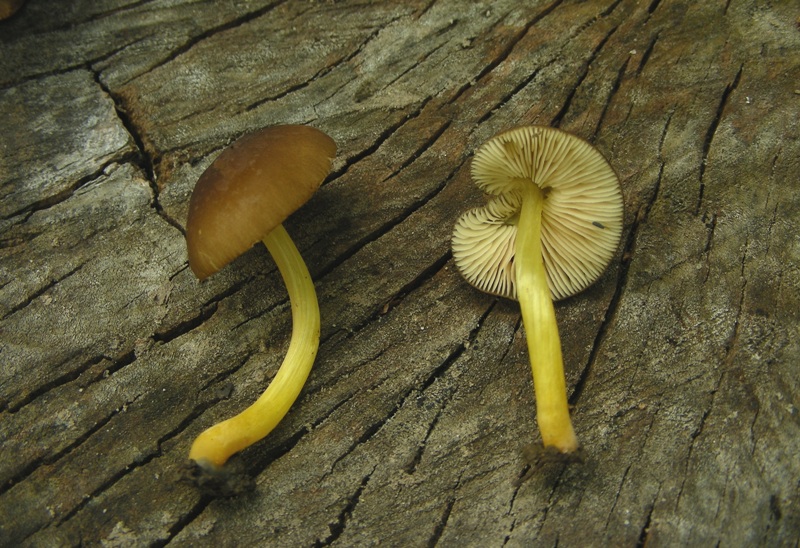 Escursione al parco dei cedri
